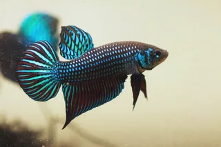 Wild Betta fish