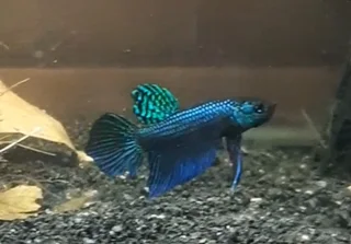 Wild Betta fish