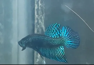 Wild Betta fish
