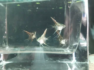 Angelfish juveniles