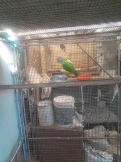 Senegal parrot R1000