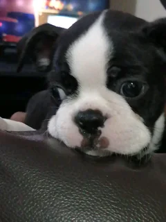 Boston Terrier Puppy