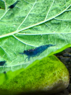 Blue Dreams aquarium shrimp