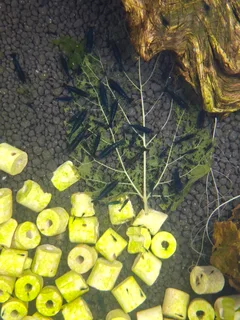 Blue Dreams aquarium shrimp