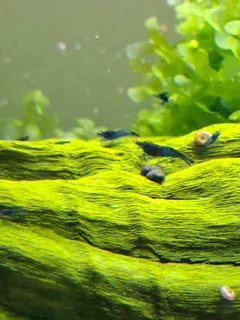 Blue Dreams aquarium shrimp