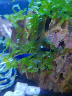 Blue Dream shrimp good quality