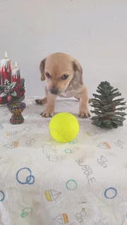 I have your gift Christmas  Beautiful puppy  Jack Russell x sausage .very h