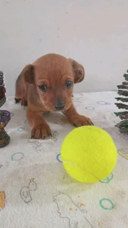 I have your gift Christmas  Beautiful puppy  Jack Russell x sausage .very h