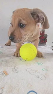 I have your gift Christmas  Beautiful puppy  Jack Russell x sausage .very h