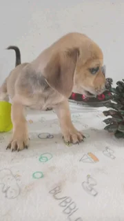 I have your gift Christmas  Beautiful puppy  Jack Russell x sausage .very h