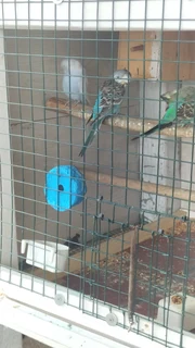 Budgies - Ad posted by Rishaad Paruk