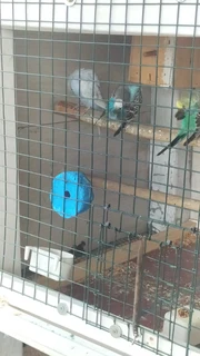 Budgies - Ad posted by Rishaad Paruk