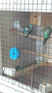 Budgies - Ad posted by Rishaad Paruk