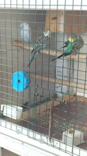Budgies - Ad posted by Rishaad Paruk