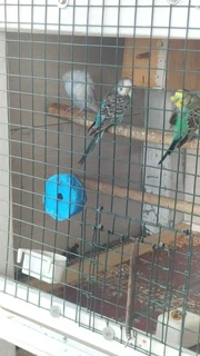 Budgies - Ad posted by Rishaad Paruk