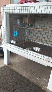 Budgies - Ad posted by Rishaad Paruk