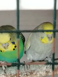 Budgies - Ad posted by Rishaad Paruk