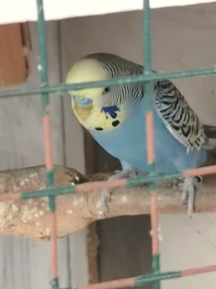 Budgies - Ad posted by Rishaad Paruk