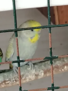 Budgies - Ad posted by Rishaad Paruk