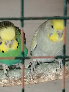 Budgies - Ad posted by Rishaad Paruk