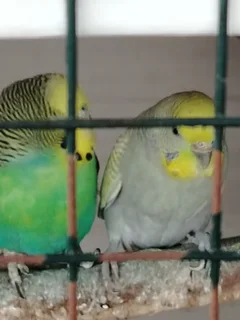 Budgies - Ad posted by Rishaad Paruk