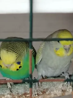 Budgies - Ad posted by Rishaad Paruk