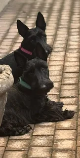 Scottish terrier puppies