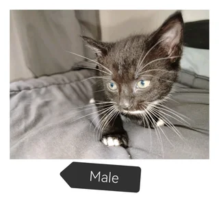 Kitten's ready for their new adventure. R150. 00 adoption fee