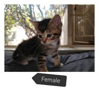 Kitten&#39;s ready for their new adventure. R150. 00 adoption fee