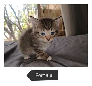 Kitten&#39;s ready for their new adventure. R150. 00 adoption fee