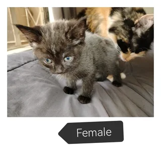 Kitten&#39;s ready for their new adventure. R150. 00 adoption fee