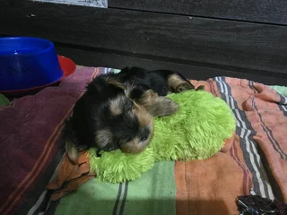 Pure bred yorkie puppies