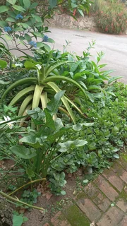 Am Looking Job Garden Work