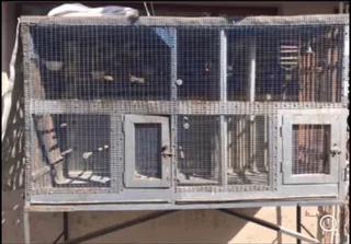 Urgent Sale: Aviary Bird Cage (no Birds)