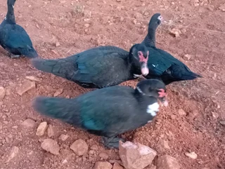 Big &amp; Small &amp; Medium Mascovie ducks.