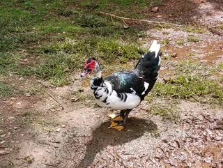 Big &amp; Small &amp; Medium Mascovie ducks.