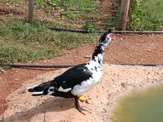 Big &amp; Small &amp; Medium Mascovie ducks.