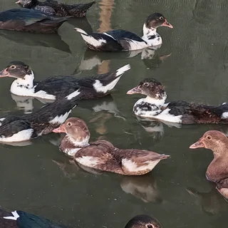 Big &amp; Small &amp; Medium Mascovie ducks.