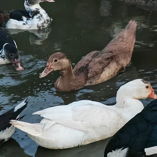 Big &amp; Small &amp; Medium Mascovie ducks.