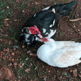 Big &amp; Small &amp; Medium Mascovie ducks.