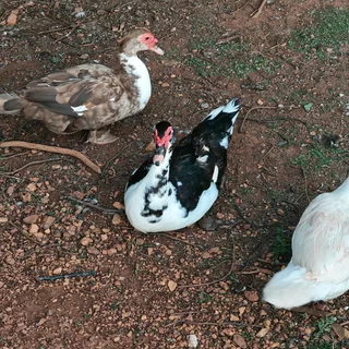 Big &amp; Small &amp; Medium Mascovie ducks.