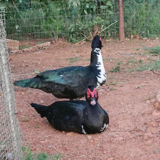 Big &amp; Small &amp; Medium Mascovie ducks.