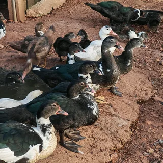 Big &amp; Small &amp; Medium Mascovie ducks.