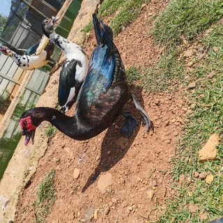 Big &amp; Small &amp; Medium Mascovie ducks.