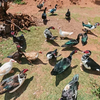 Big &amp; Small &amp; Medium Mascovie ducks.