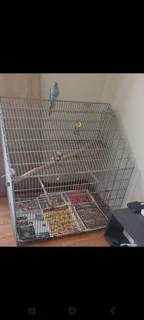 Baby ringneck and cage for sale