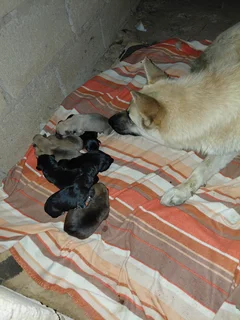 German sherphardpuppies - Ad posted by Sandile Zaca