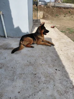 German sherphardpuppies - Ad posted by Sandile Zaca