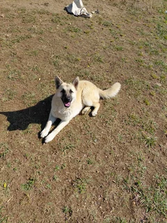 German sherphardpuppies - Ad posted by Sandile Zaca