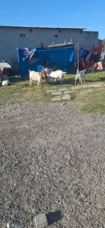 Goats boerbok